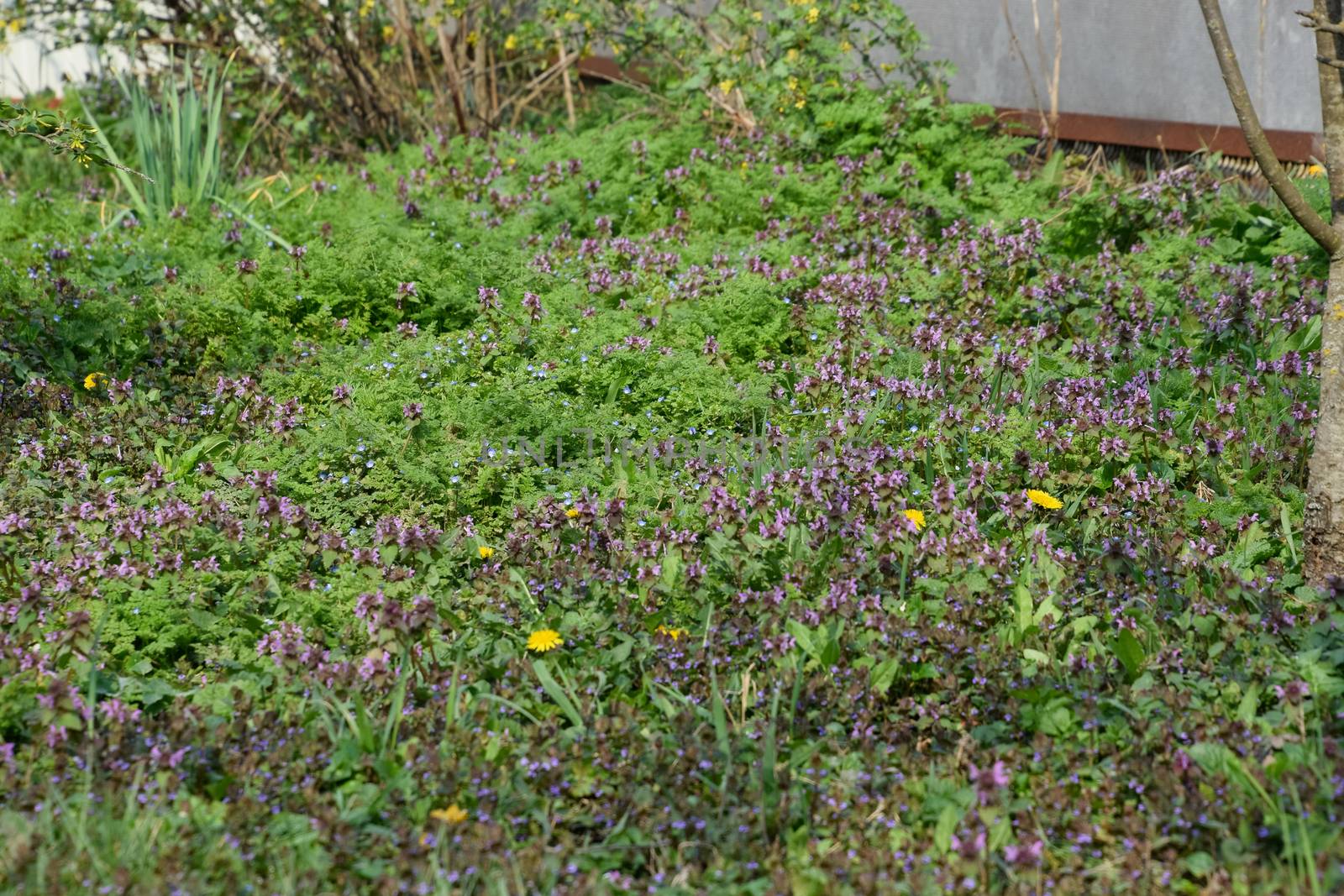 Flowering in the spring garden. carpet of flowers. Lamium purpureum