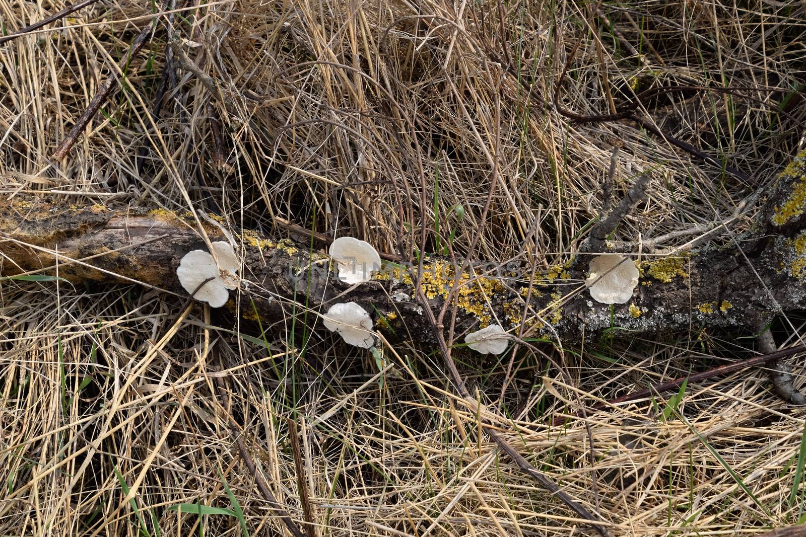 Lichens on a tree log. yellow lichens in the garden. Mushrooms tinder fungi.