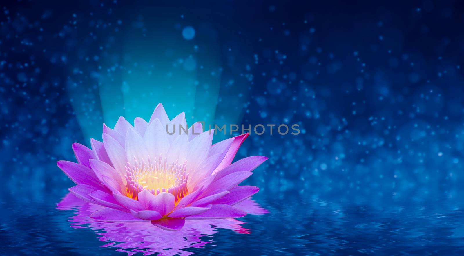 lotus Pink light purple floating light sparkle purple background by sarayut_thaneerat
