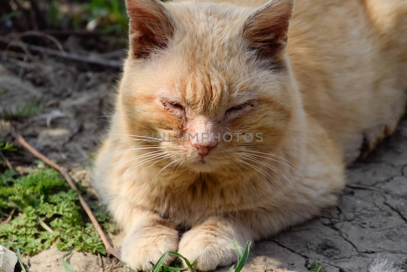 The red cat is lying on the ground. A cat with a pus-eyed and dirty face.