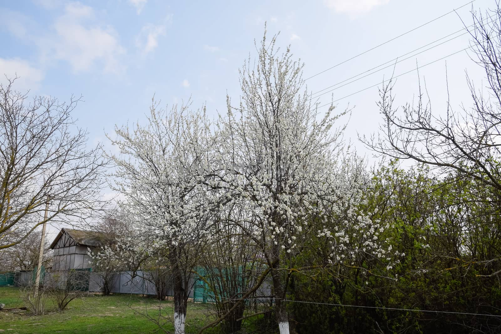 Two plum blossoming trees. Blooming garden in the spring.