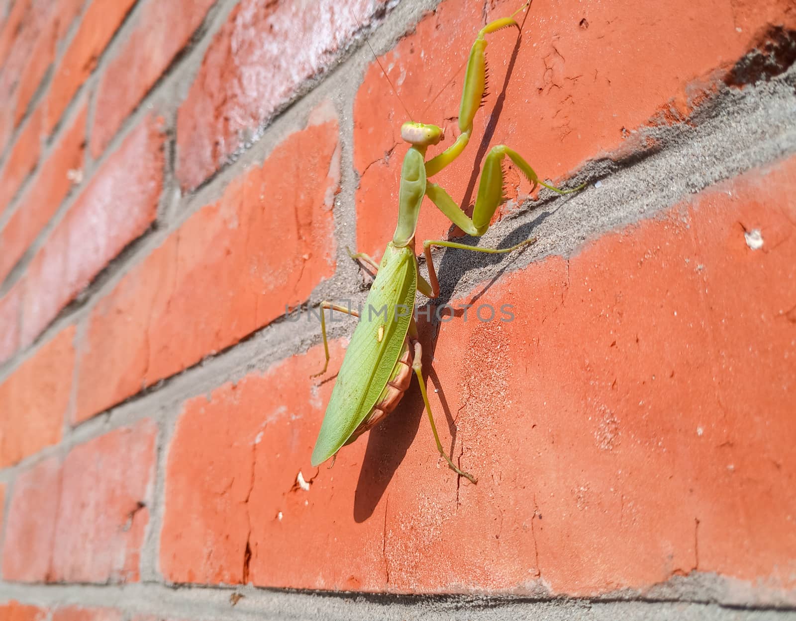 A female mantis, a predatory mantis insect on a brick wall.