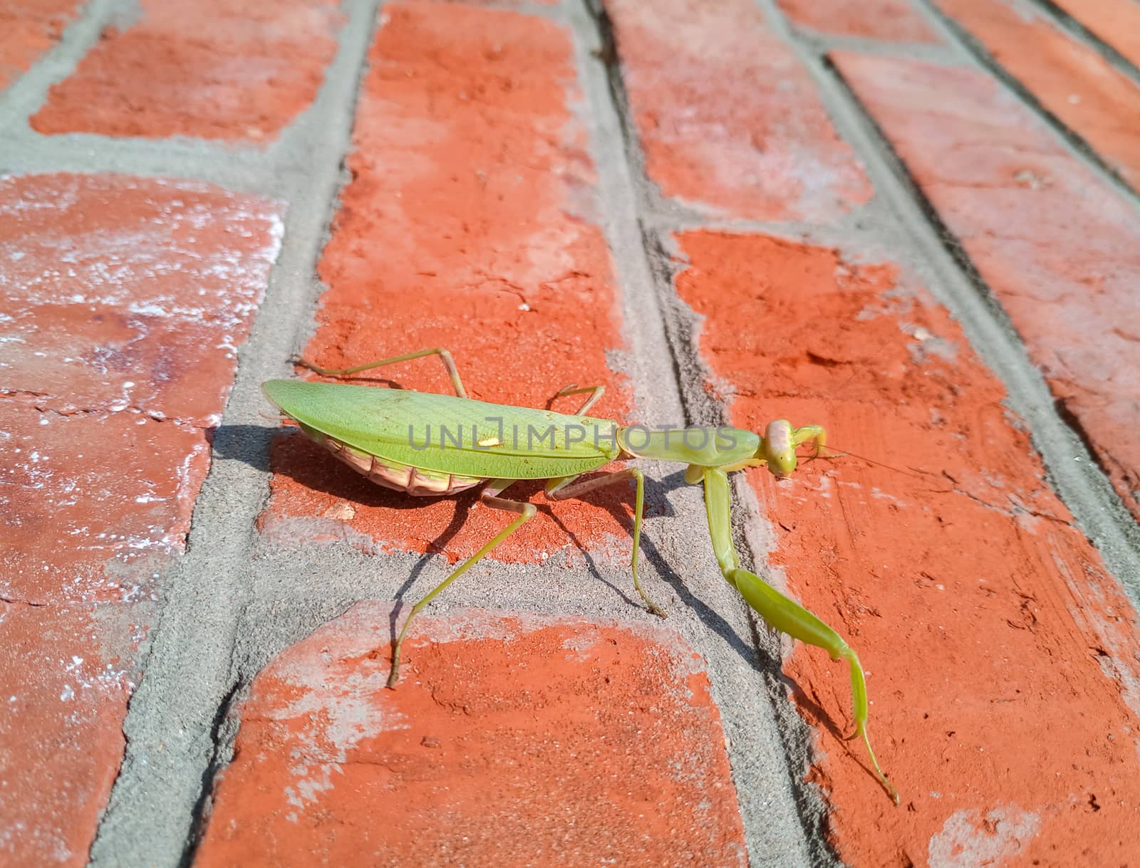 A female mantis, a predatory mantis insect on a brick wall.