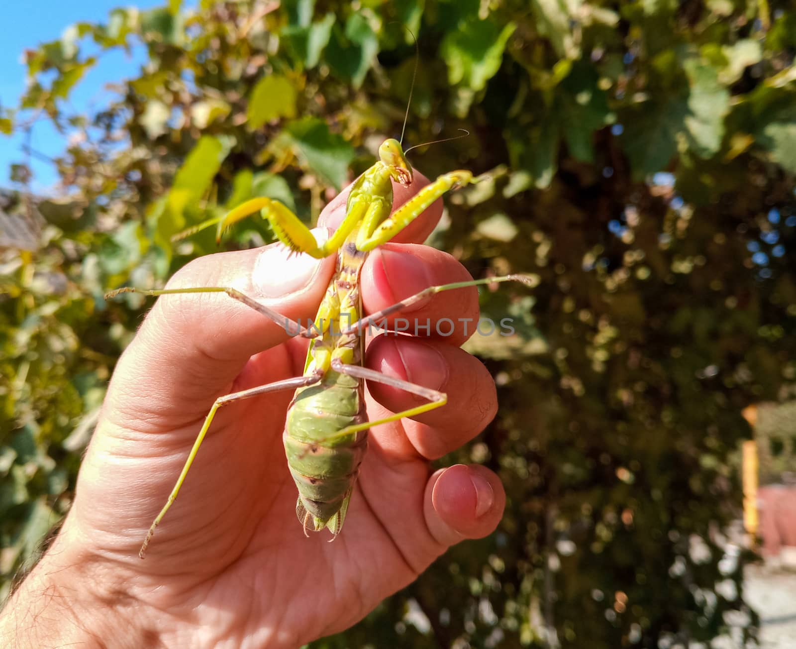 A female mantis, a predatory mantis insect on a human hand.