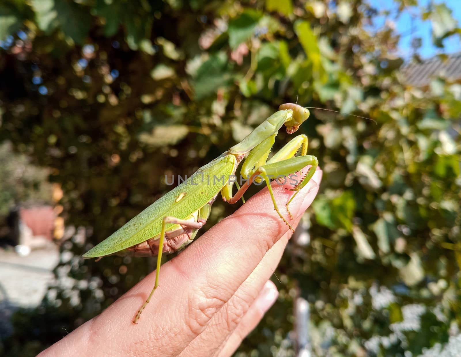 A female mantis, a predatory mantis insect on a human hand.