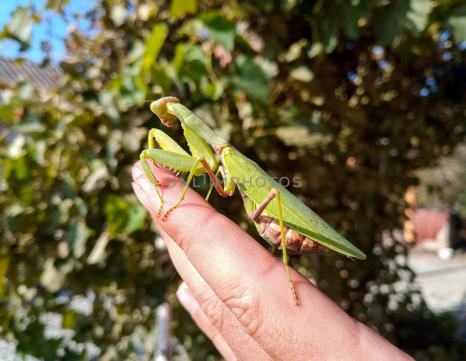 A female mantis, a predatory mantis insect on a human hand.