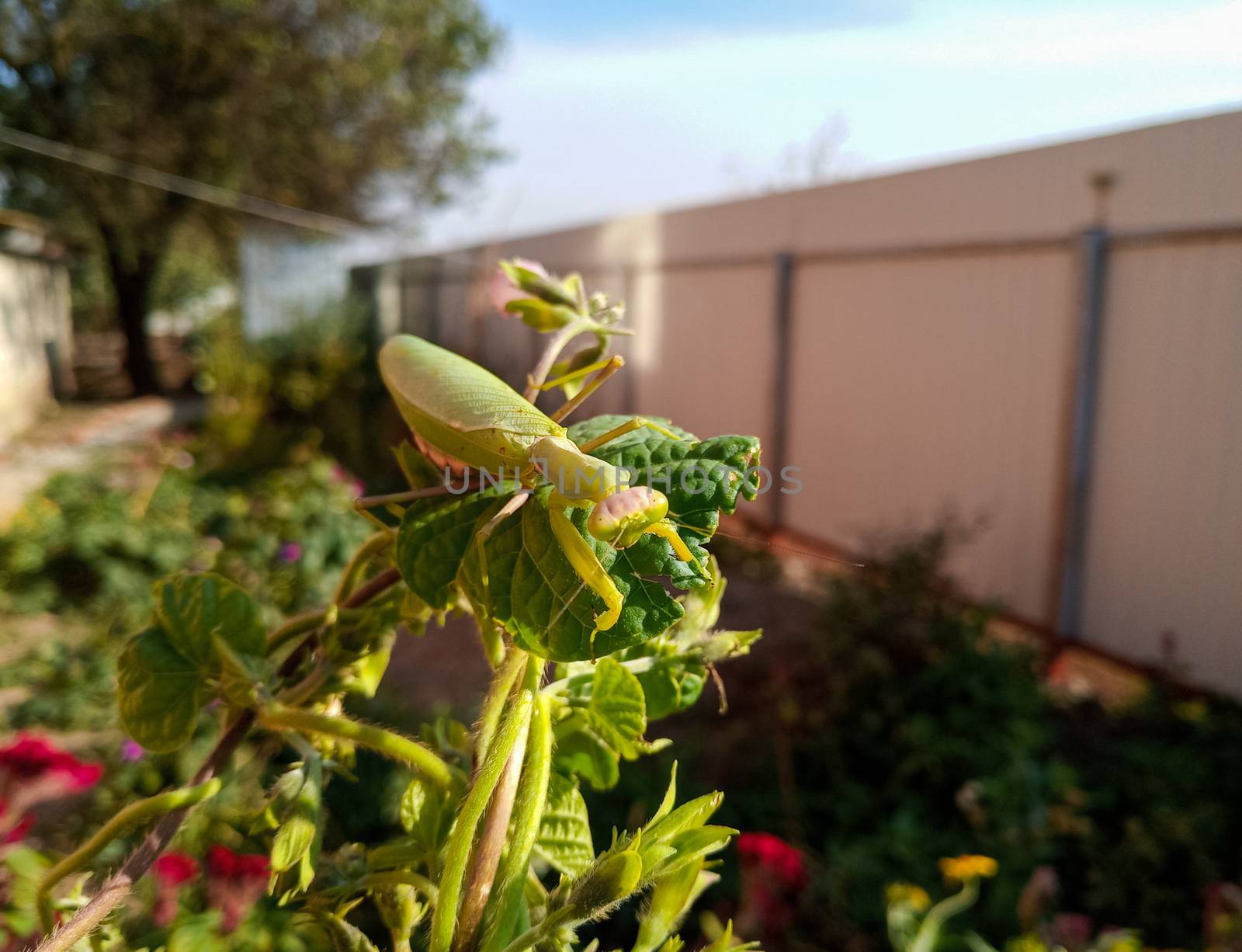 female mantis, a predatory insect mantis on a green plant.