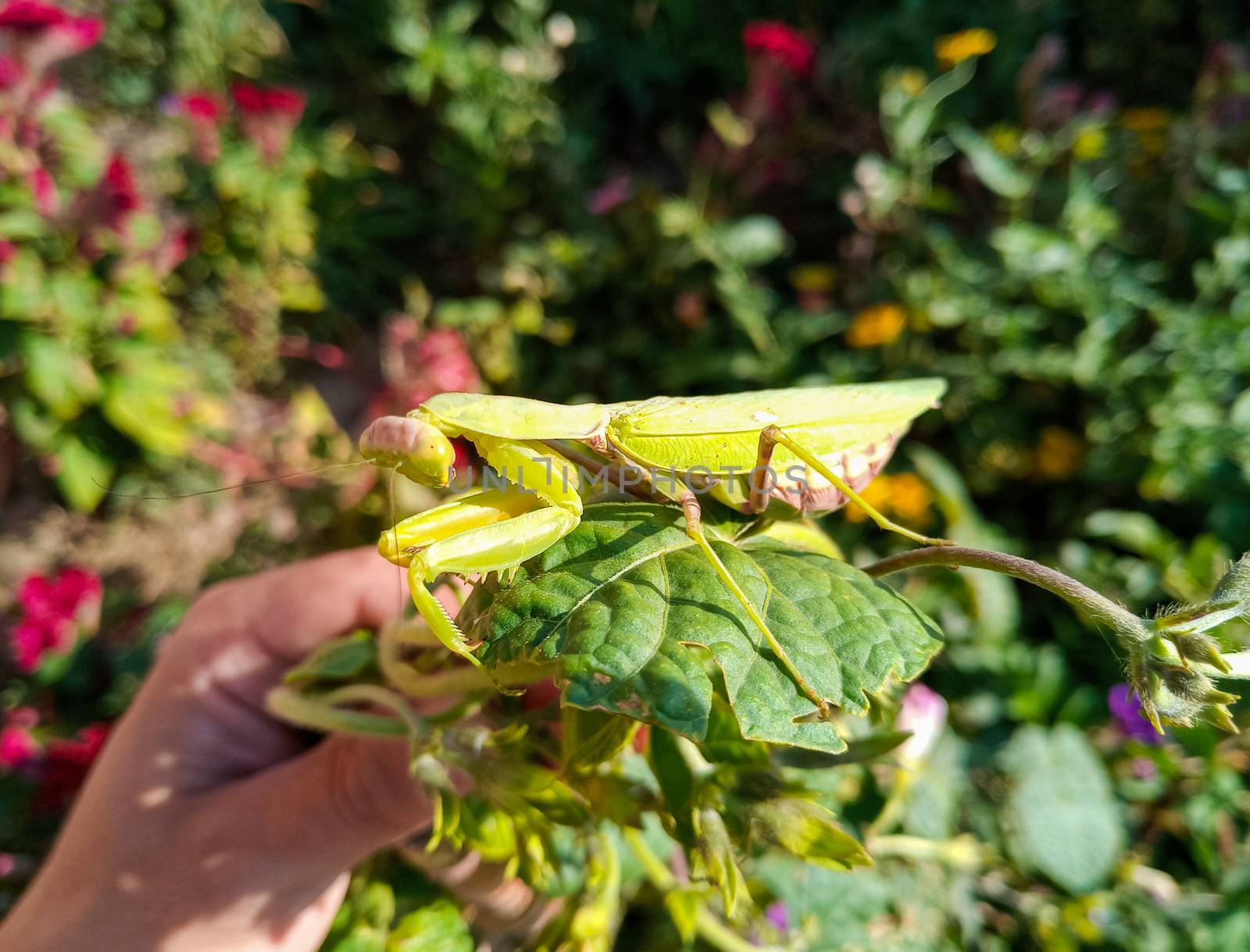female mantis, a predatory insect mantis on a green plant.