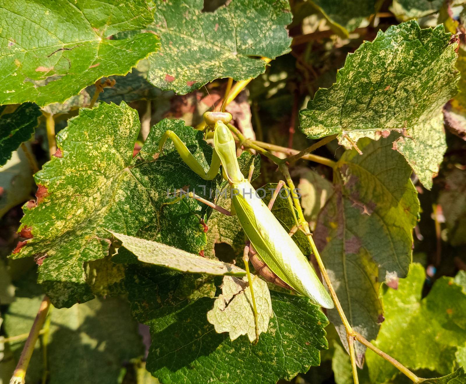 female mantis, a predatory insect mantis on a green plant.