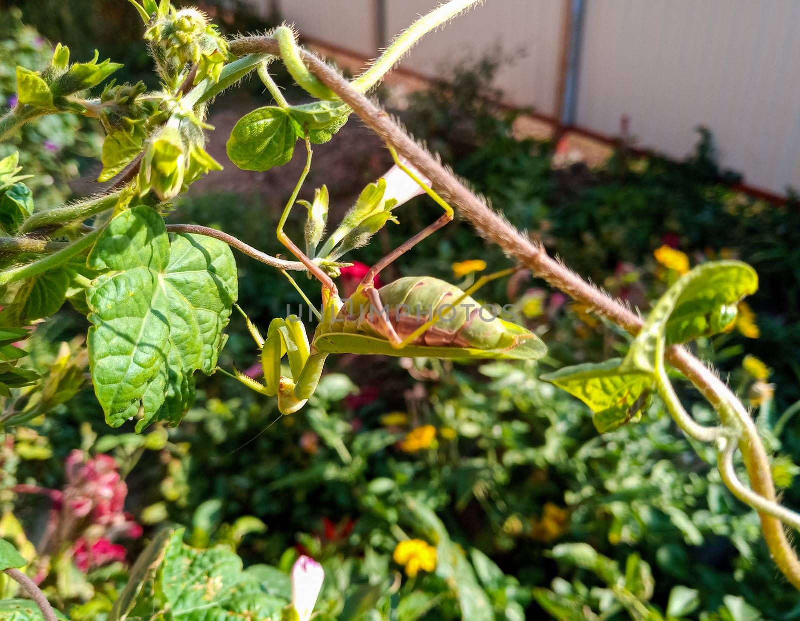 female mantis, a predatory insect mantis on a green plant.