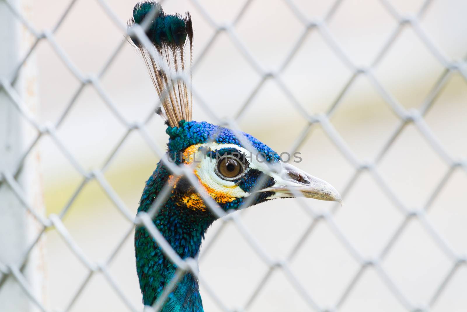 horizontal photo of closeup peacock behind the wire fence, shallow depth of field.