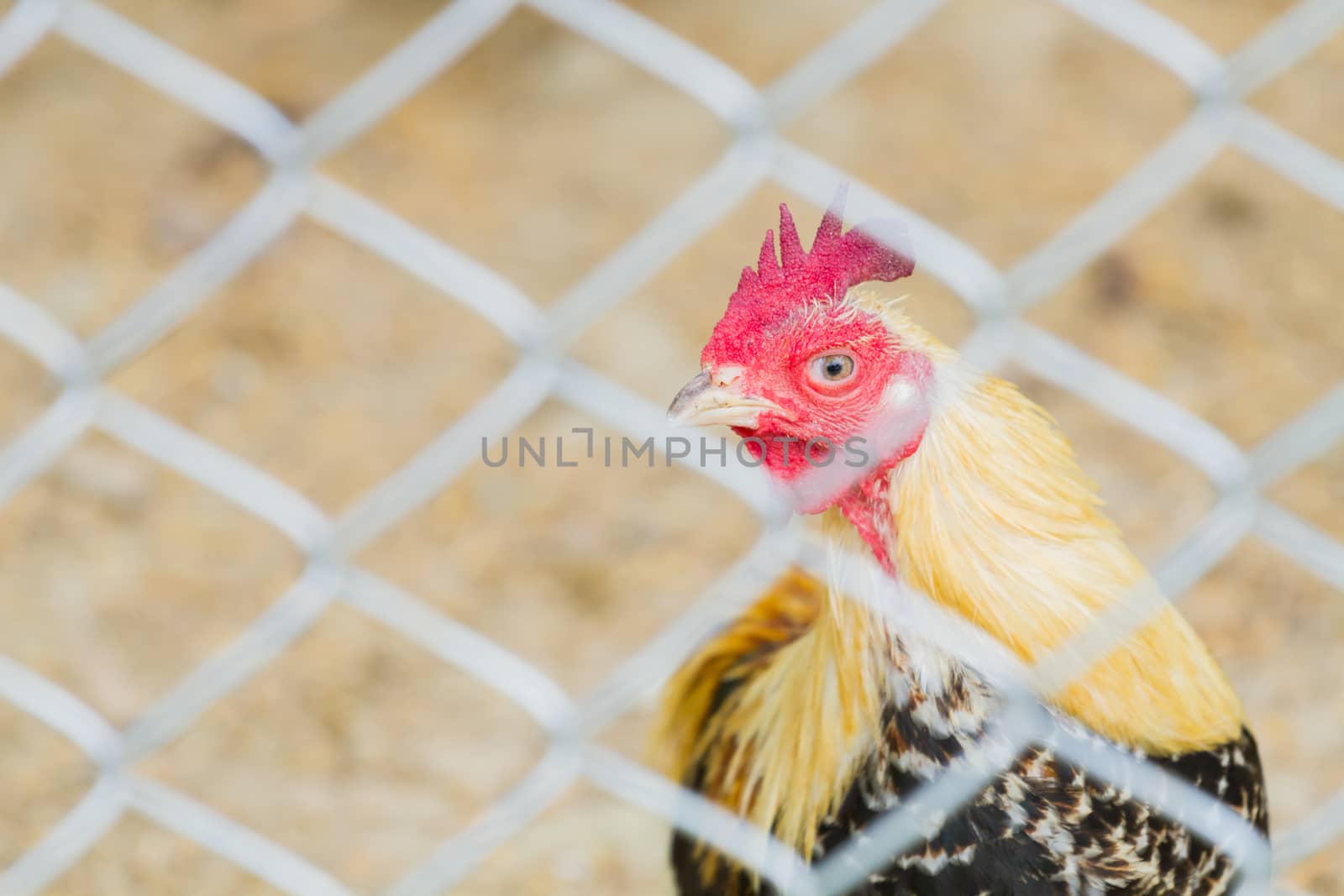 horizontal photo of rooster behind wire fence, shallow depth of field.