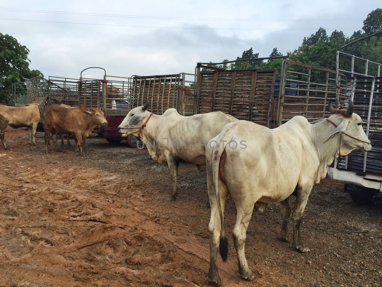 cow in livestock market at subburb in Thailand