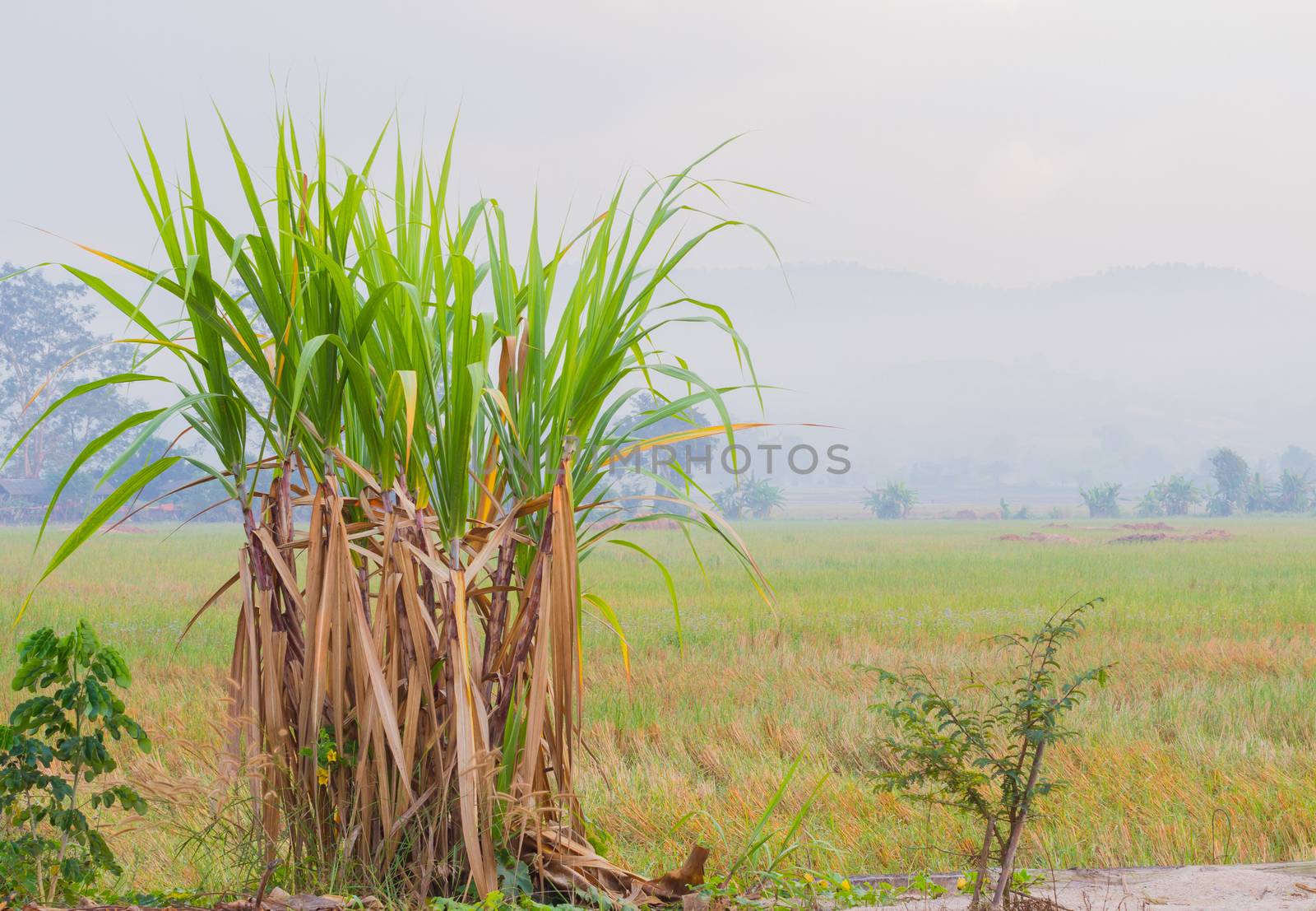 sugarcane plantation in the background of countryside with copyspace.