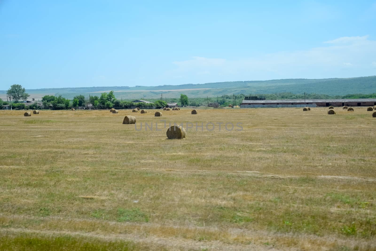 Field with bales of hay. Preparing hay for feeding animals. Newly beveled hay in bales on field. by fedoseevaolga