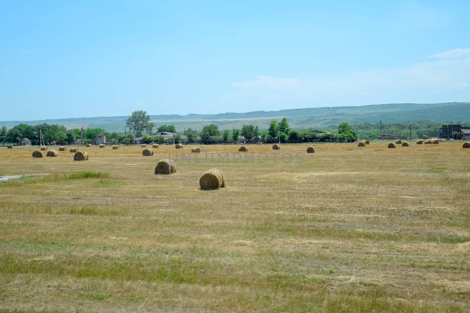Field with bales of hay. Preparing hay for feeding animals. Newly beveled hay in bales on field. by fedoseevaolga