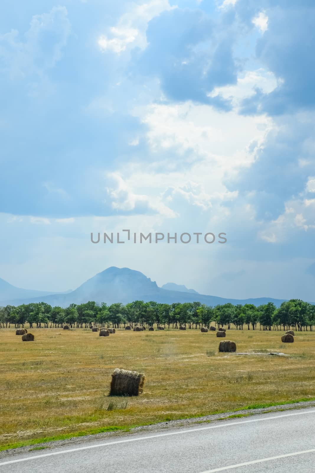 Field with bales of hay. Preparing hay for feeding animals. Newly beveled hay in bales on the field.