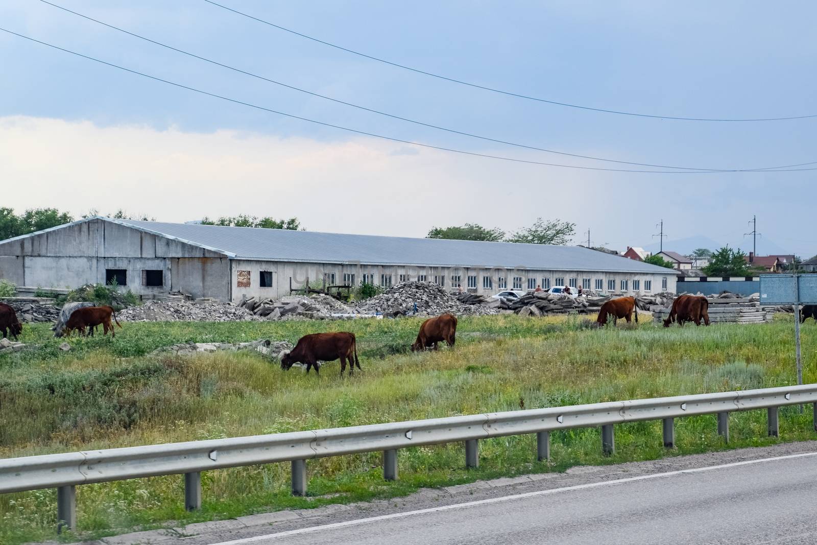 Grazing cows on lawns with grass. substandard pastures.