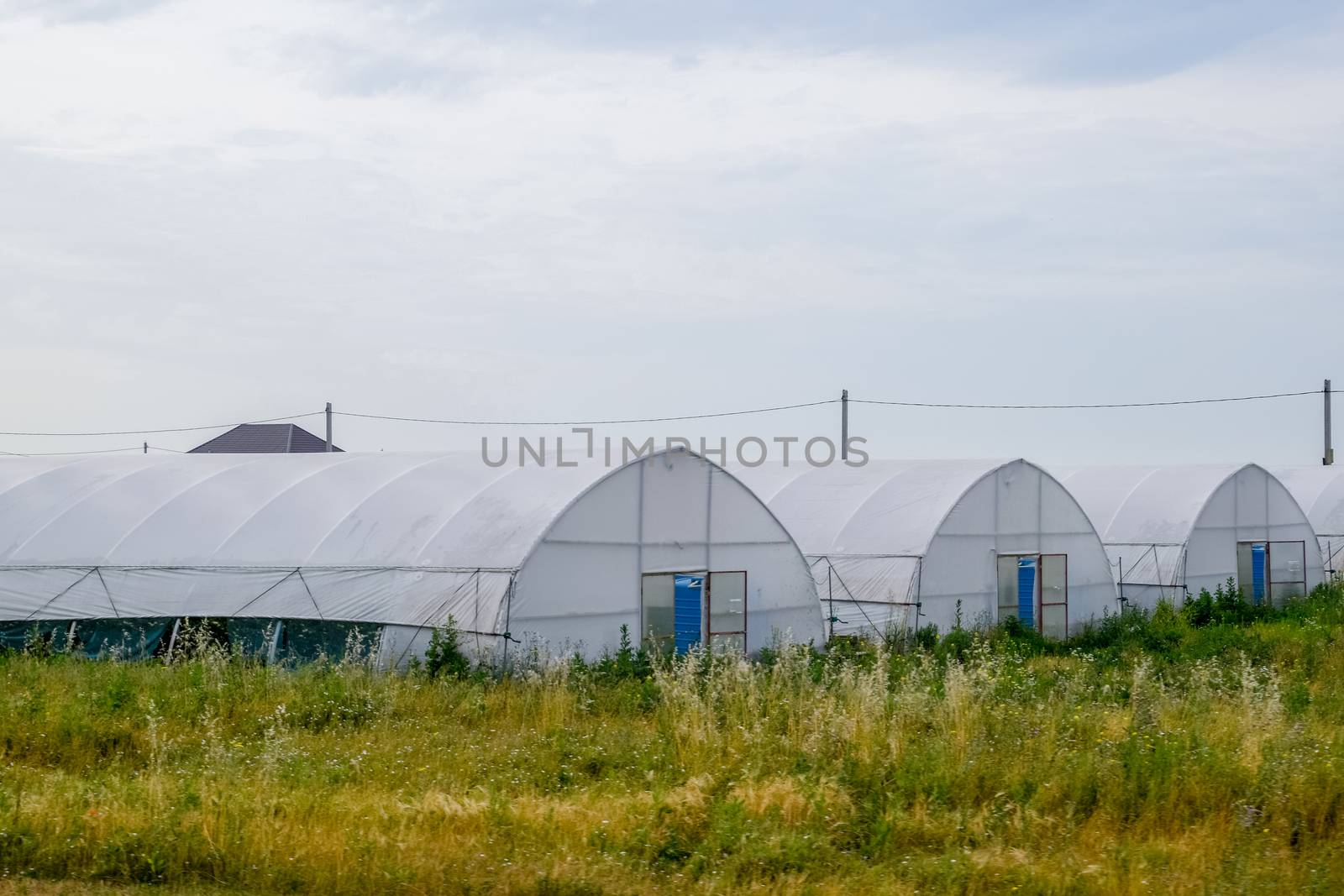 Large industrial greenhouses for growing a tomatoes and cucumbers.