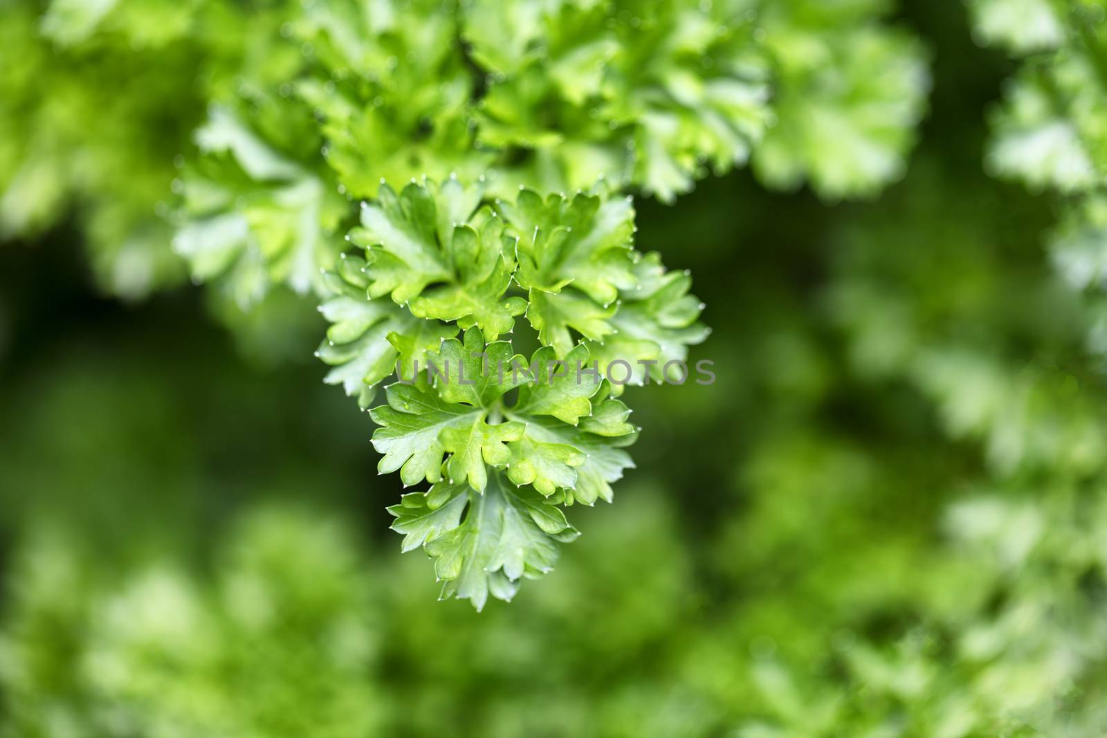 Close up of fresh parsley ready to harvest by tab1962