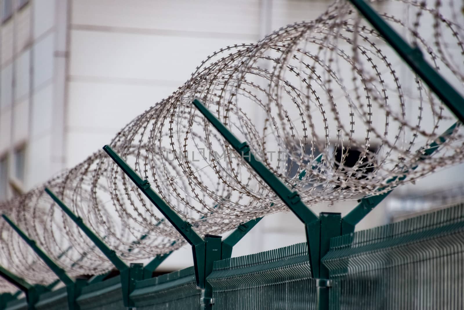 Swirls of barbed wire over the fence. The fence symbolizes prison, non-freedom, totalitarianism and prohibitions.