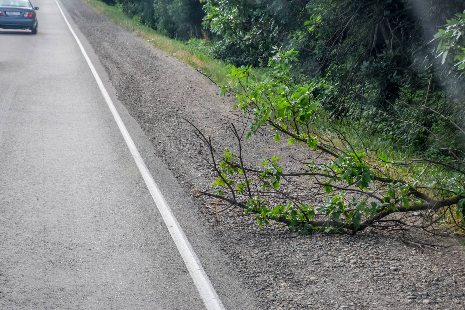 The branch fell on the road and interferes with traffic.