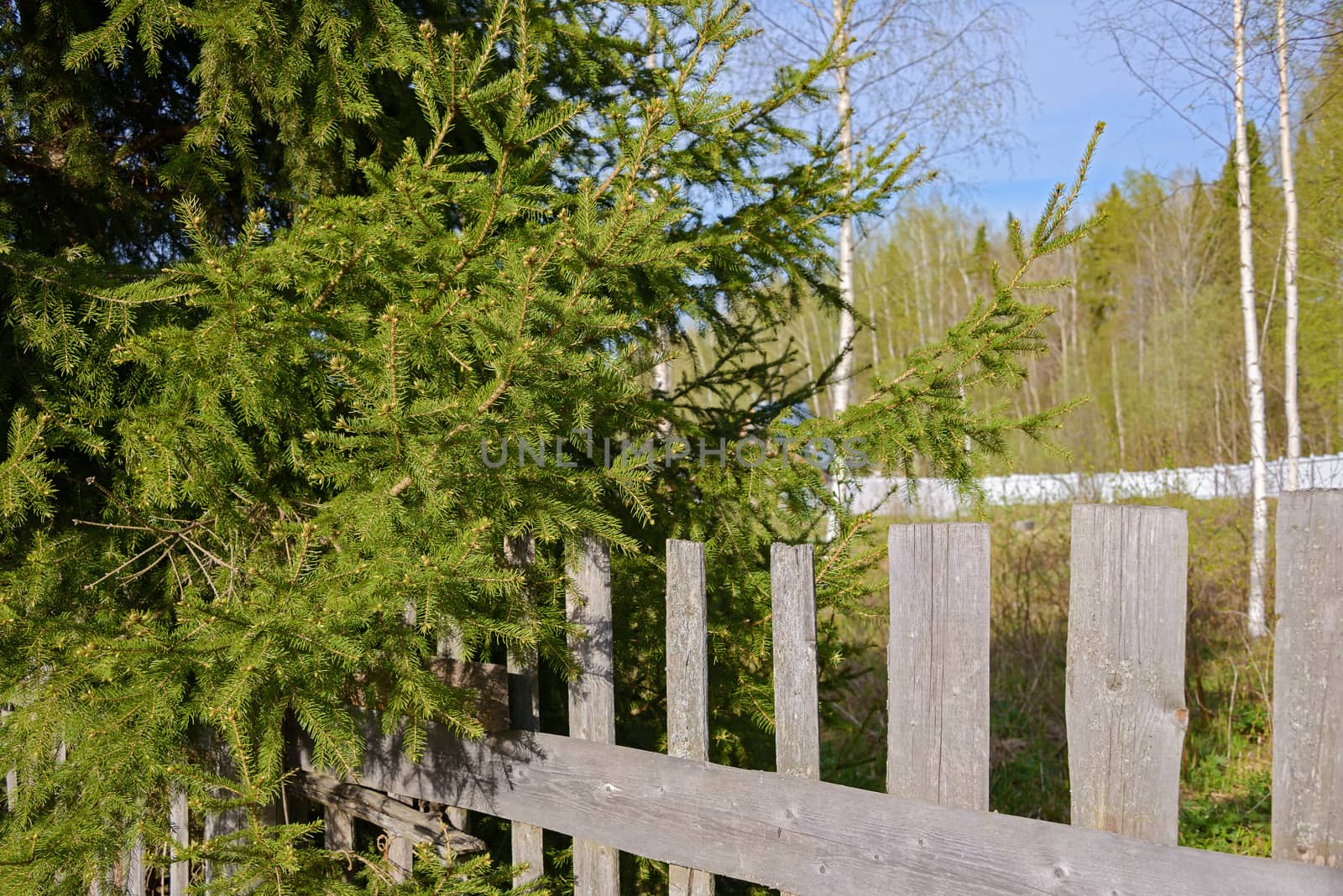 Green spruce branches and gray old wooden fence with cracks on a sunny day of the beginning of the month of May.