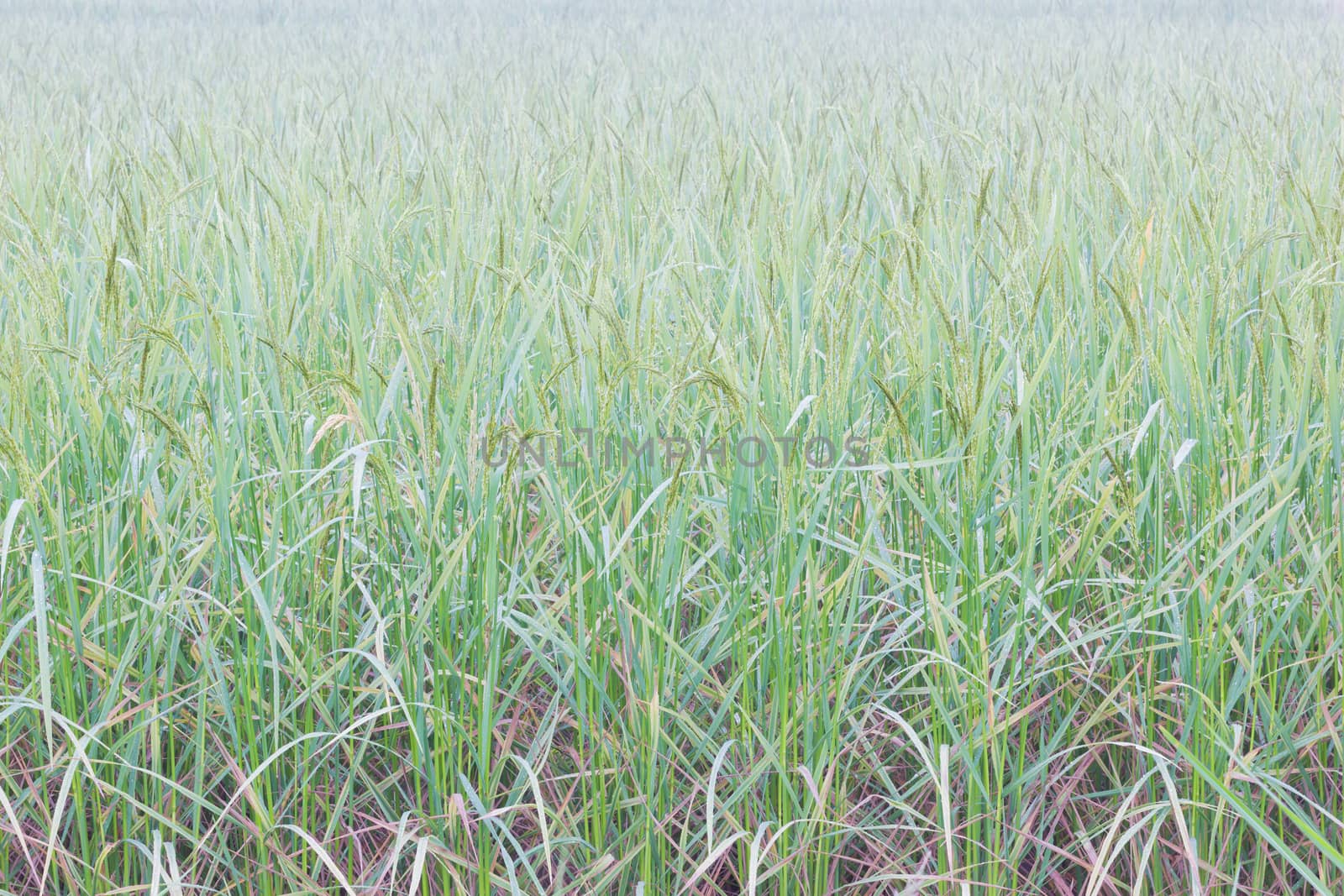 horizontal photo of green rice with dews in the field background.