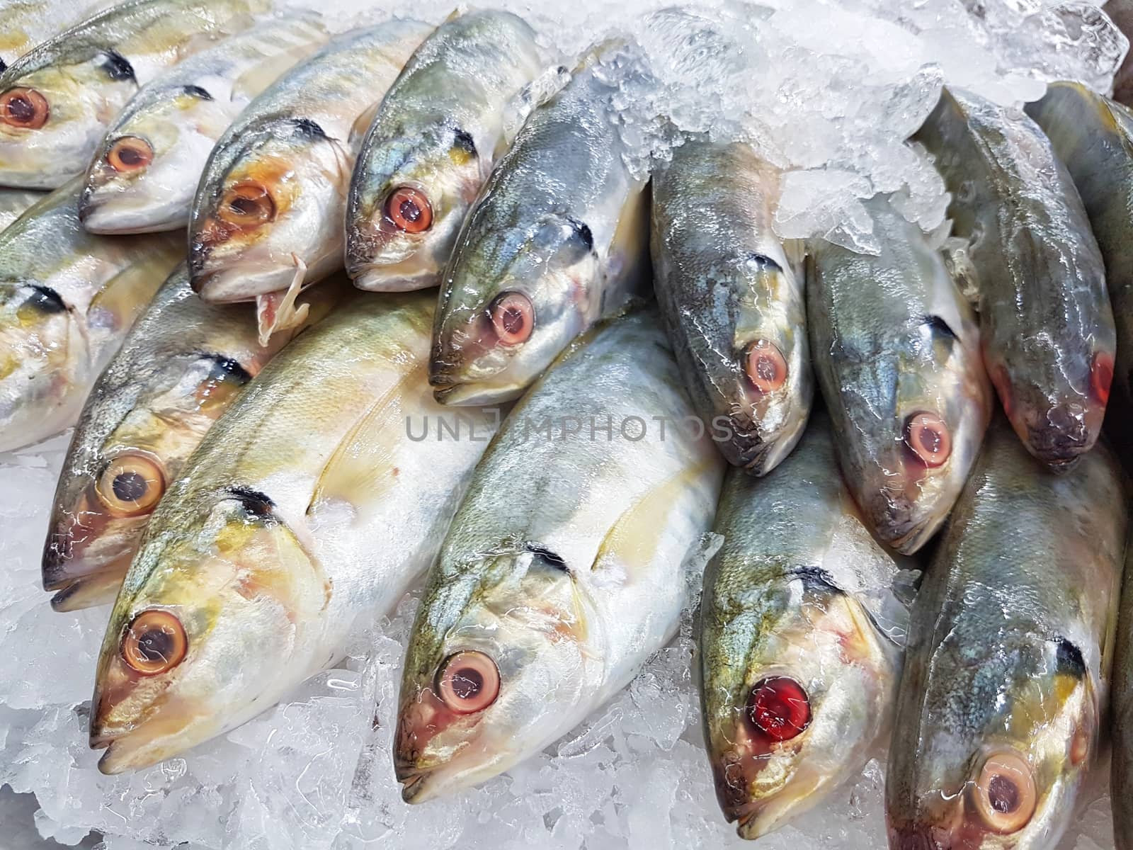 close-up fresh mackerel fish on ice in supermarket