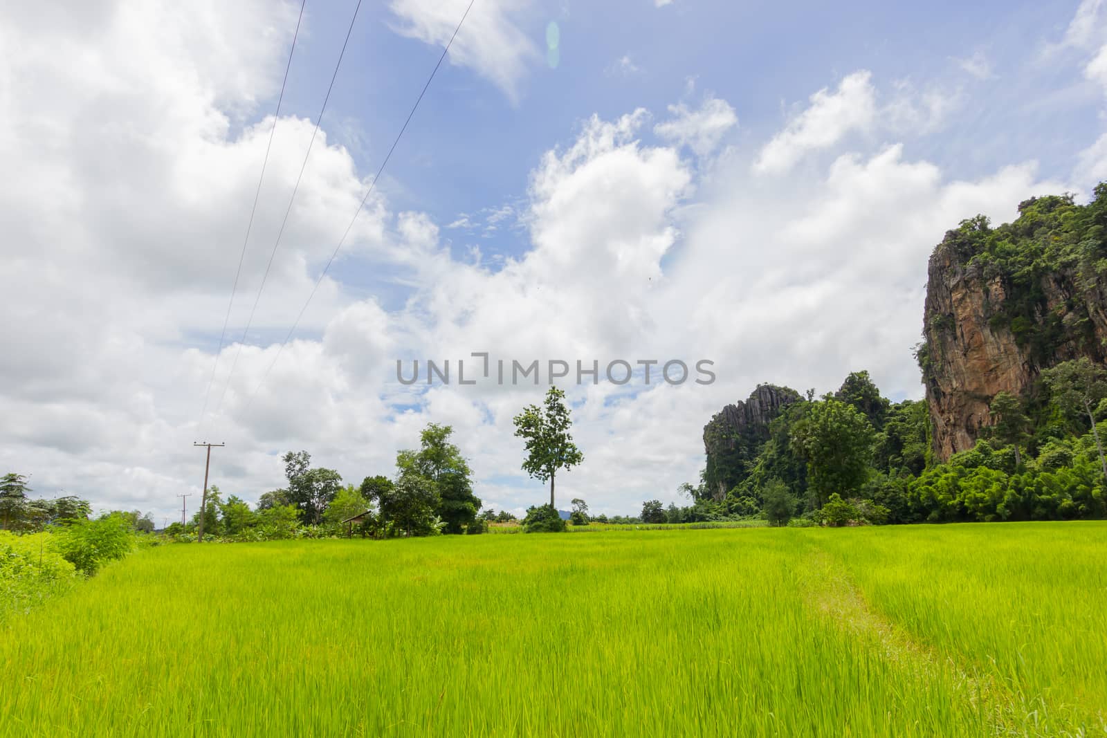 green rice field and the big rock mountain in Thailand and beautiful cloudy sky.