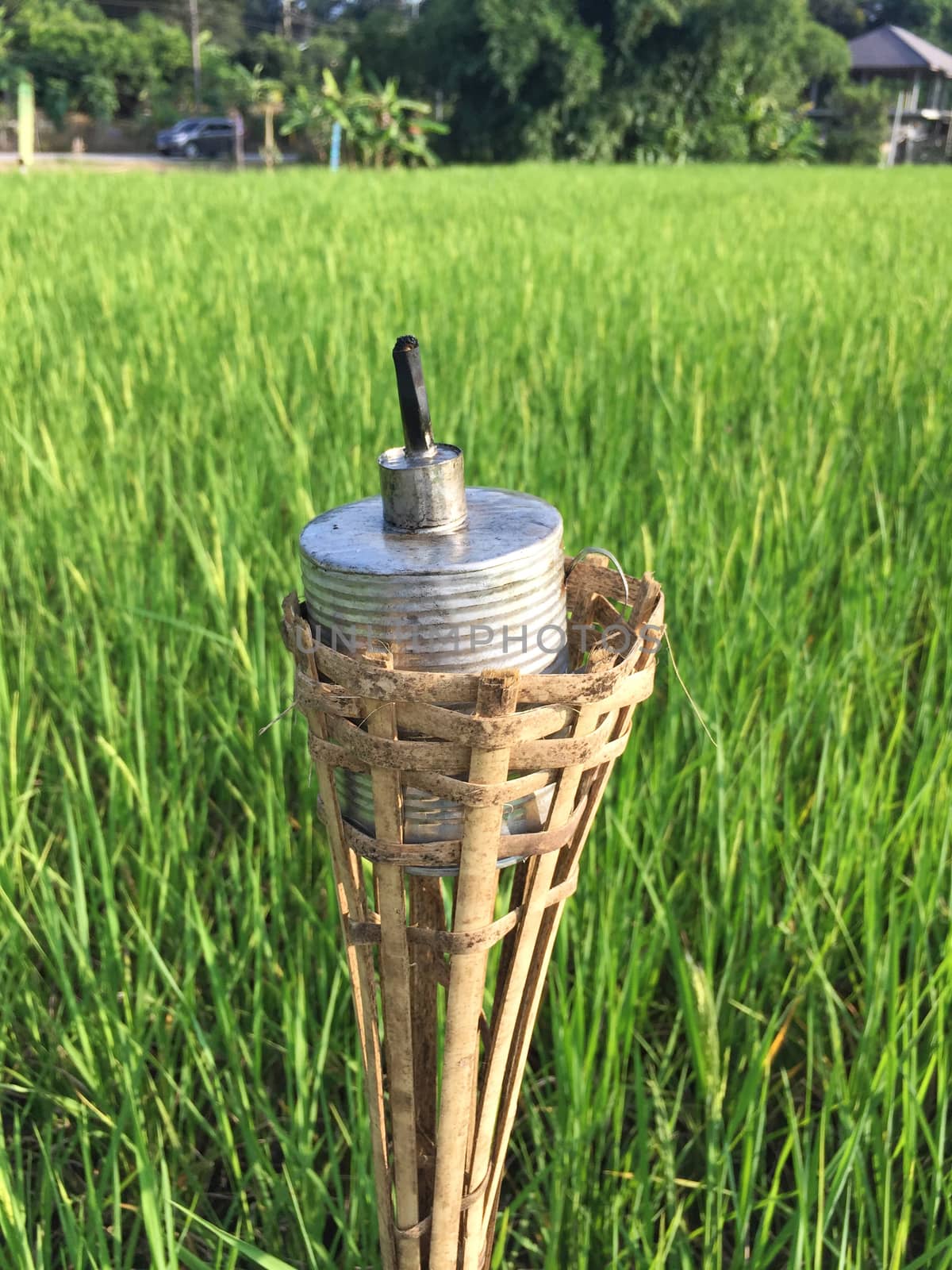 vertical photo of old rust kerosene lamp on the background of green rice field