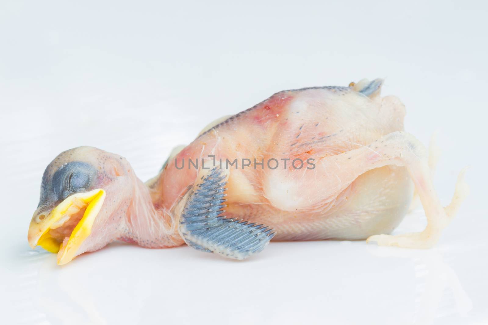 dead very young bird over white background