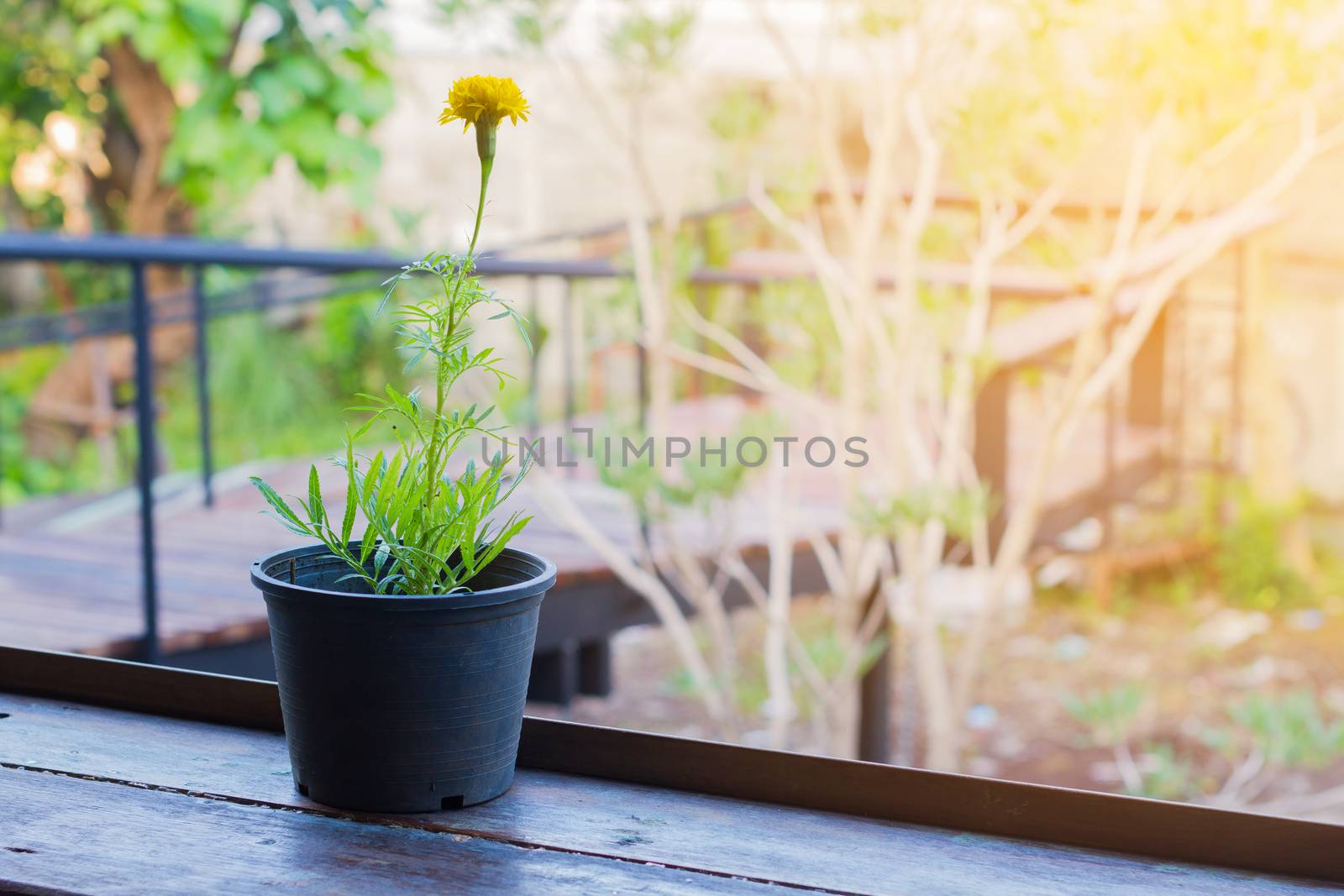 Yellow flowers or Marigold in black pot on wooden background