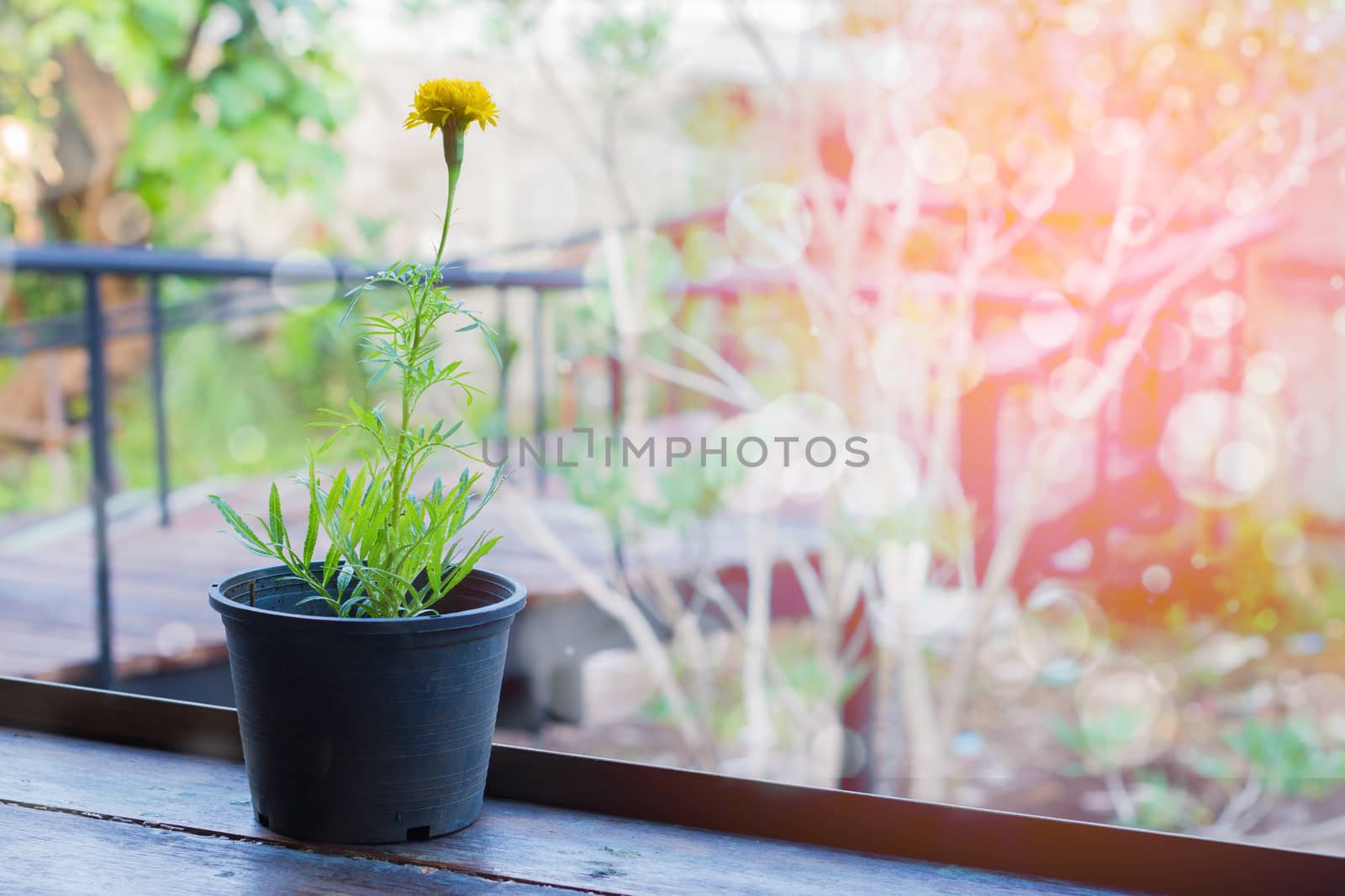 Yellow flowers or Marigold in black pot on wooden table with white bokeh background