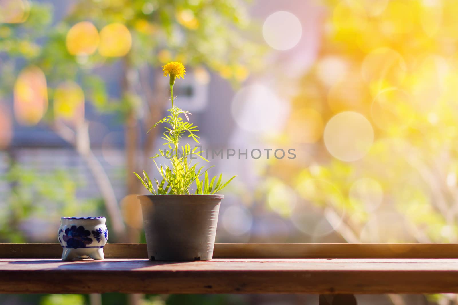 Yellow flowers or Marigold in black pot with ceramic ashtray on wooden table in front of blur bokeh background