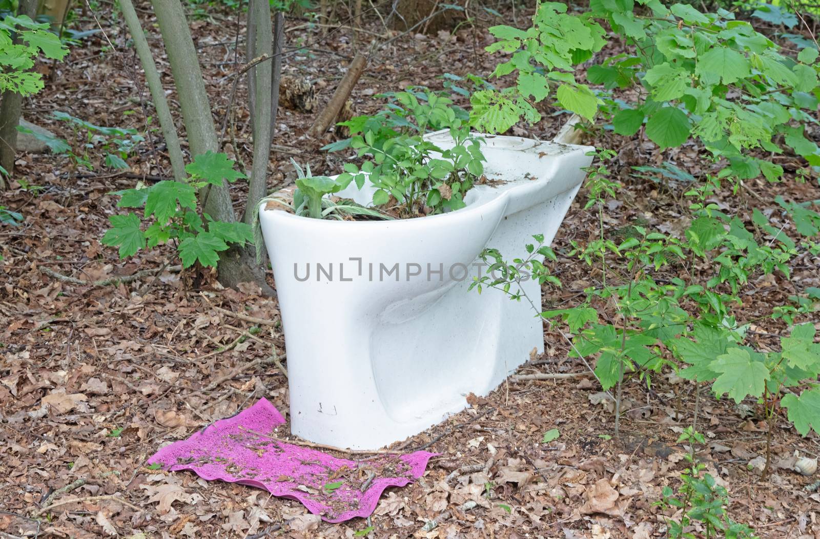 Ceramic toilet bowl planted with plant, in the middle of the woods