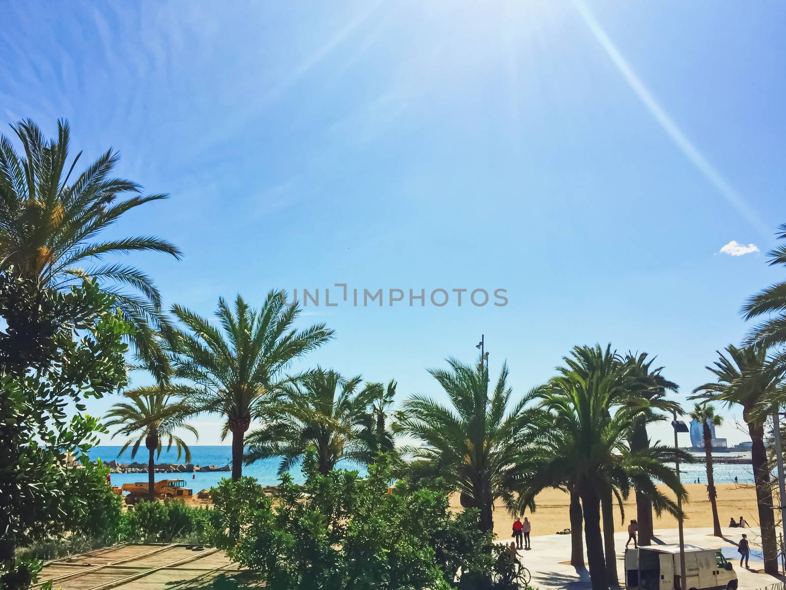 Palm trees on the beach in summer in Barcelona, nature and travel scene