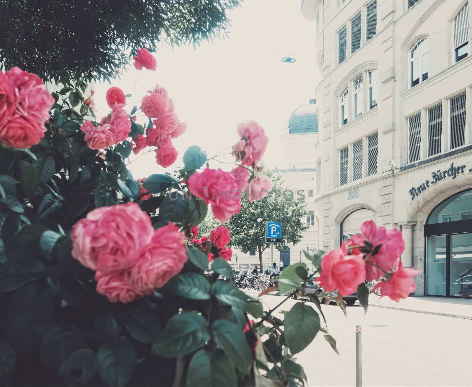 Beautiful wild pink roses in a city garden in summer