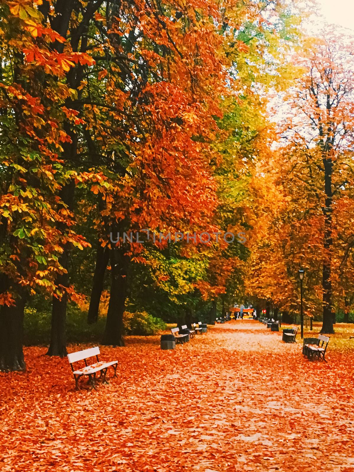 Autumn nature in park, fall leaves and trees outdoors by Anneleven