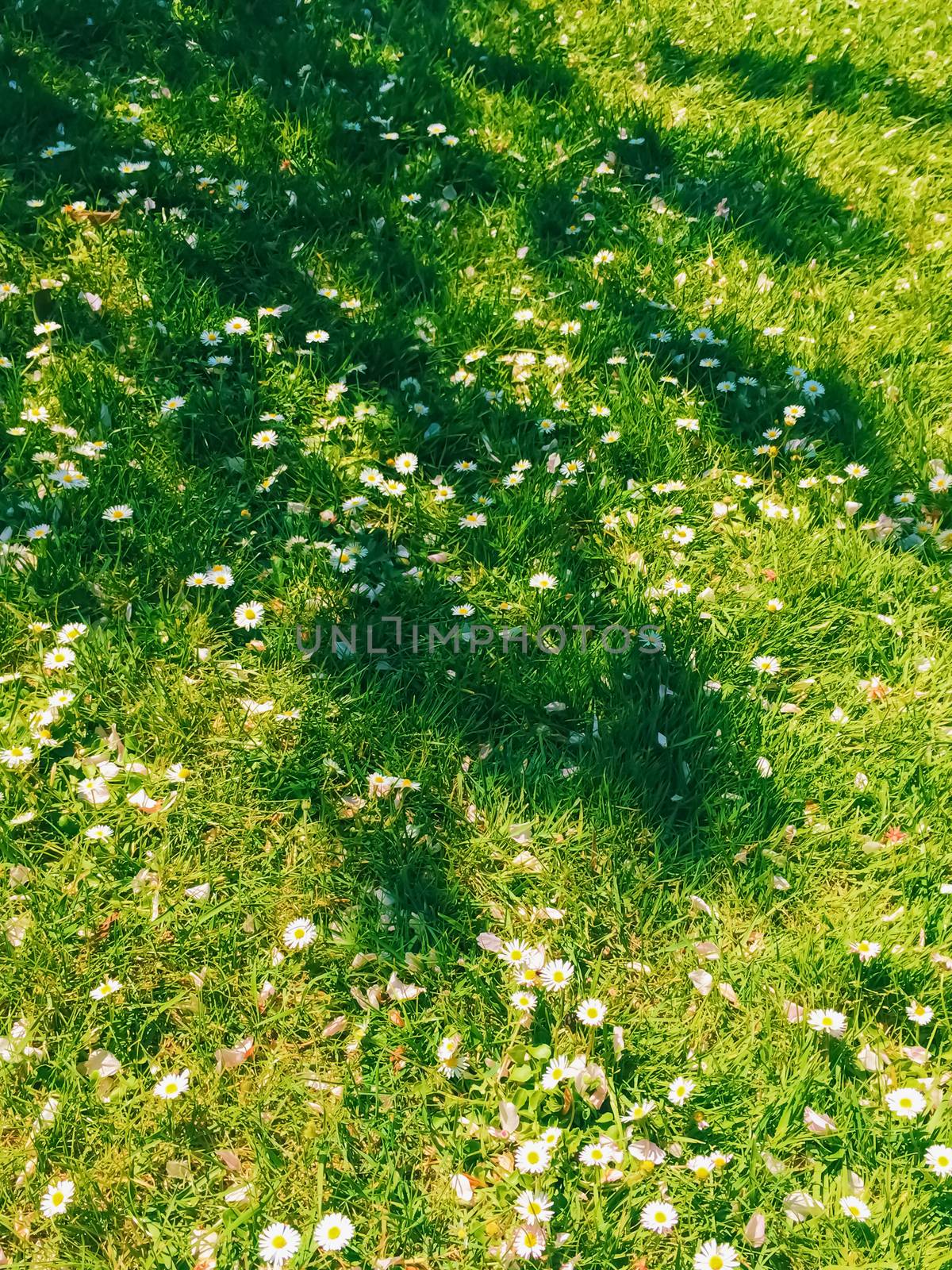 Daisy flowers and green grass in spring, nature and outdoors by Anneleven