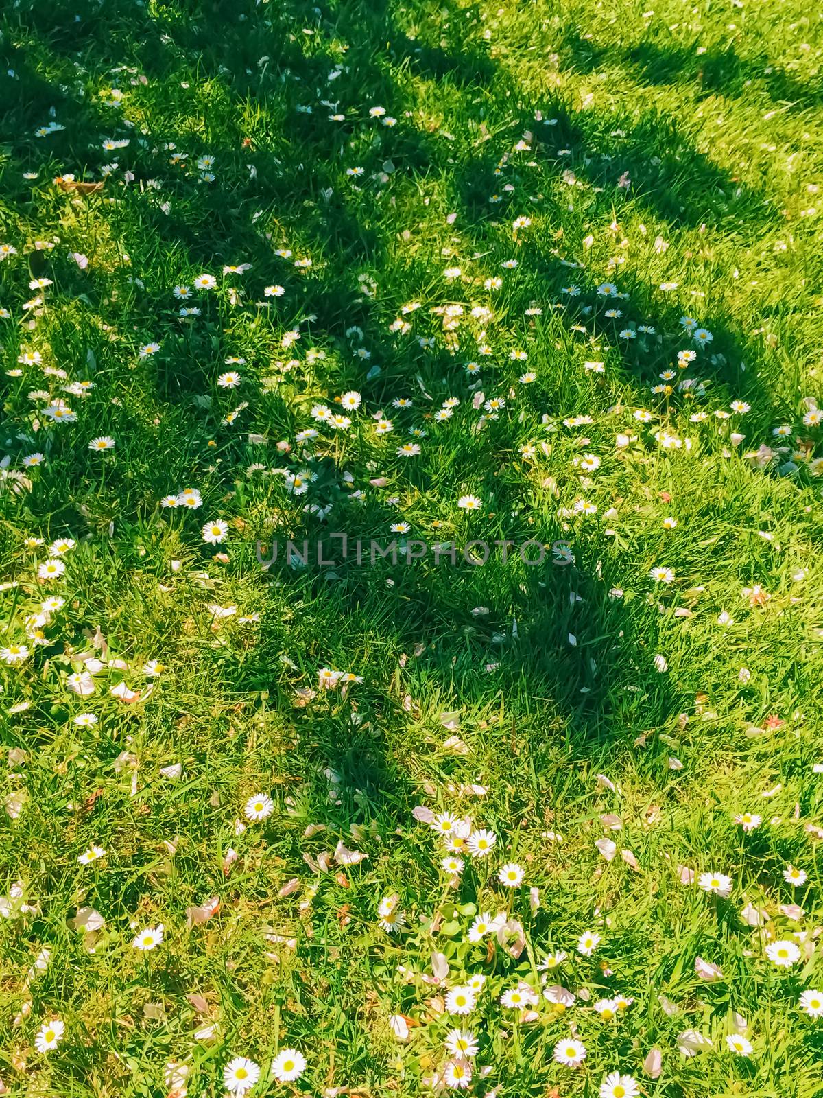 Daisy flowers and green grass in spring, nature and outdoors concept