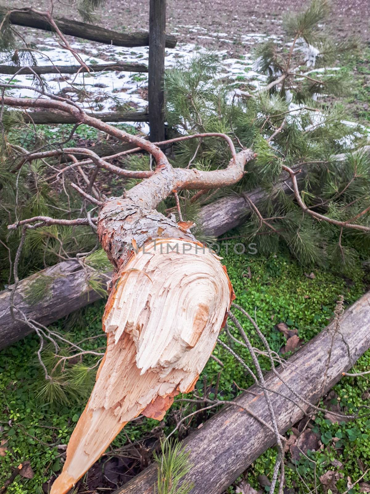 a tree broken by the wind fell and lay sits on the grass.