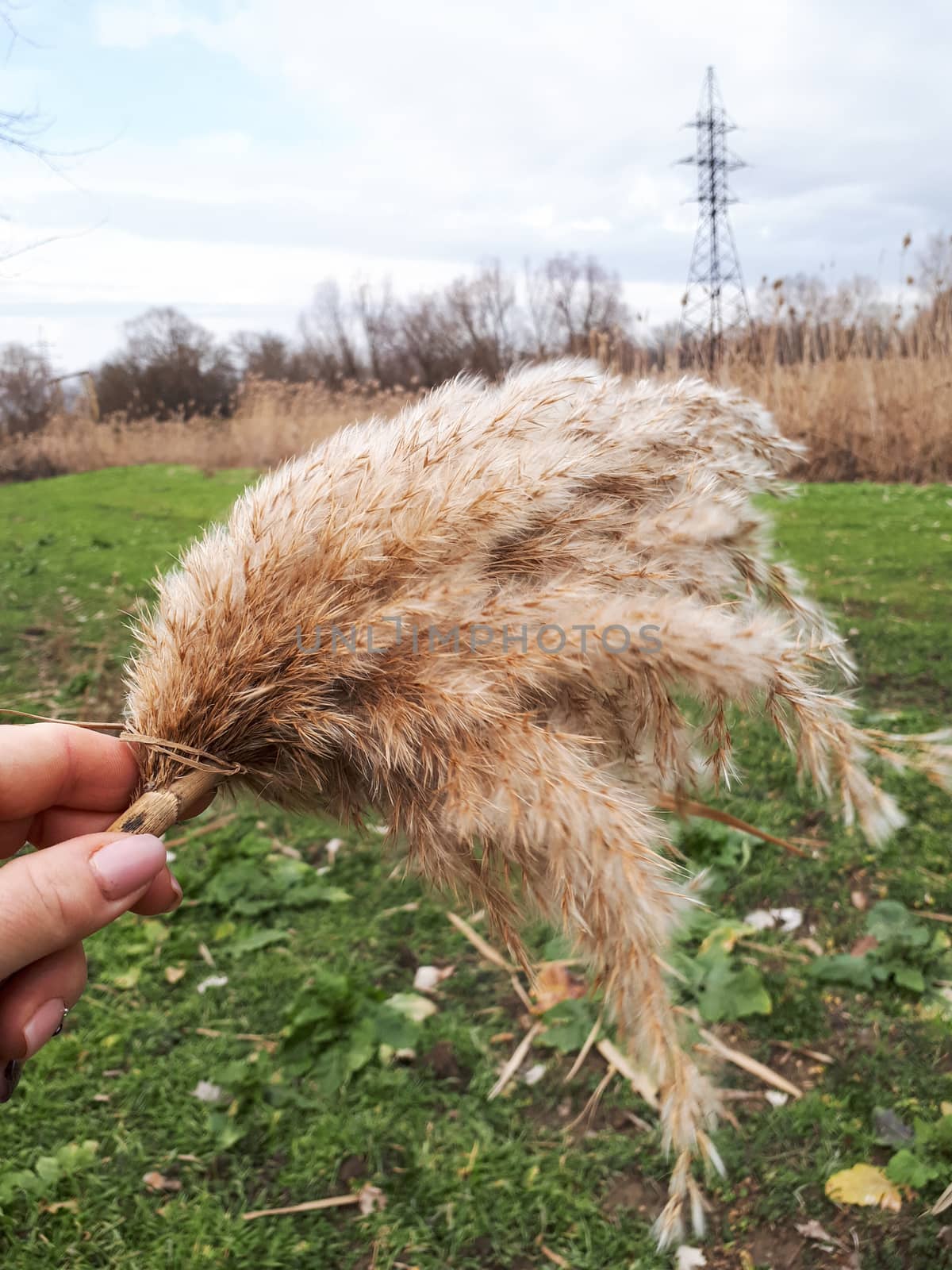 A cane broom in a woman's hand. Dry reed broom.