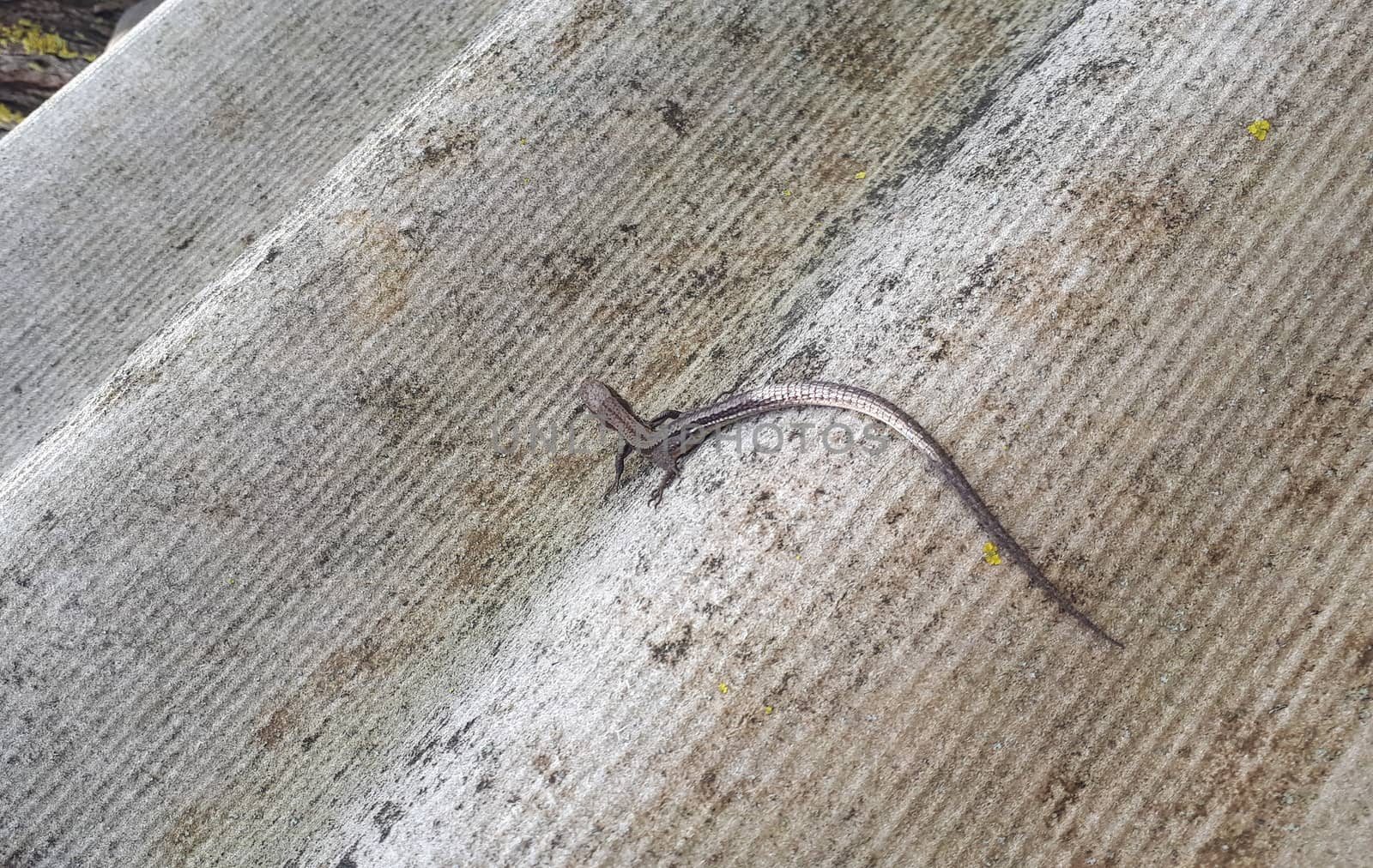 Little gray lizard on a slate sheet. small reptile.