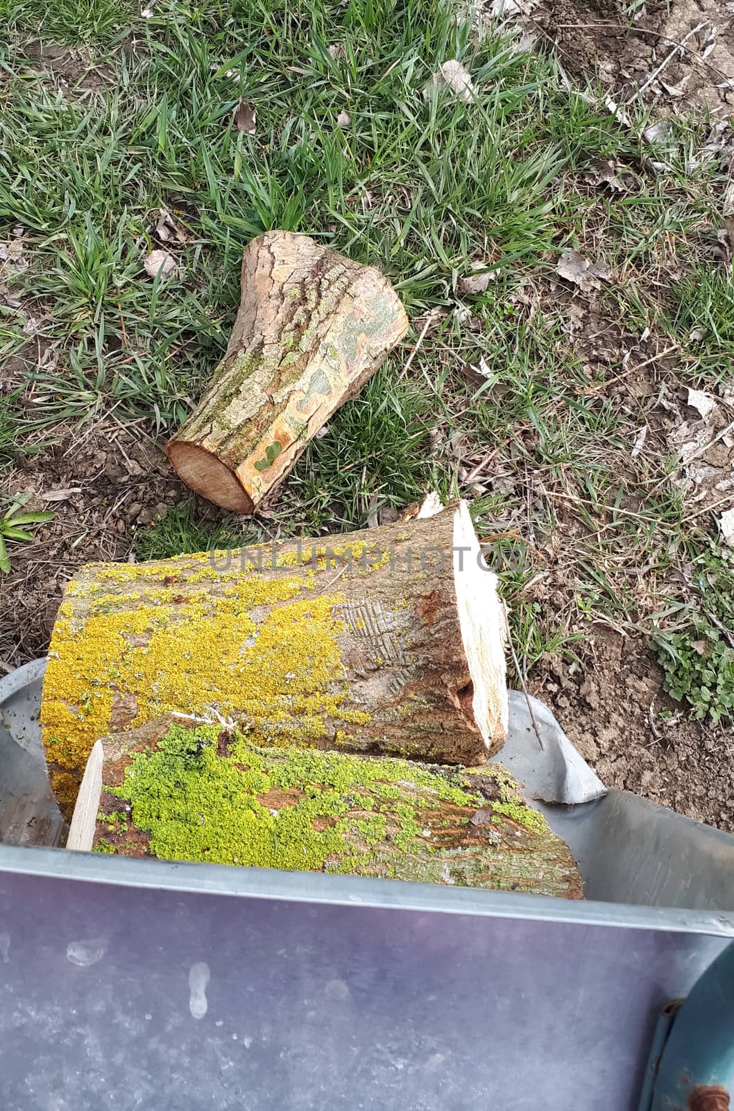 Sawed wood in a trolley. Carrying firewood.