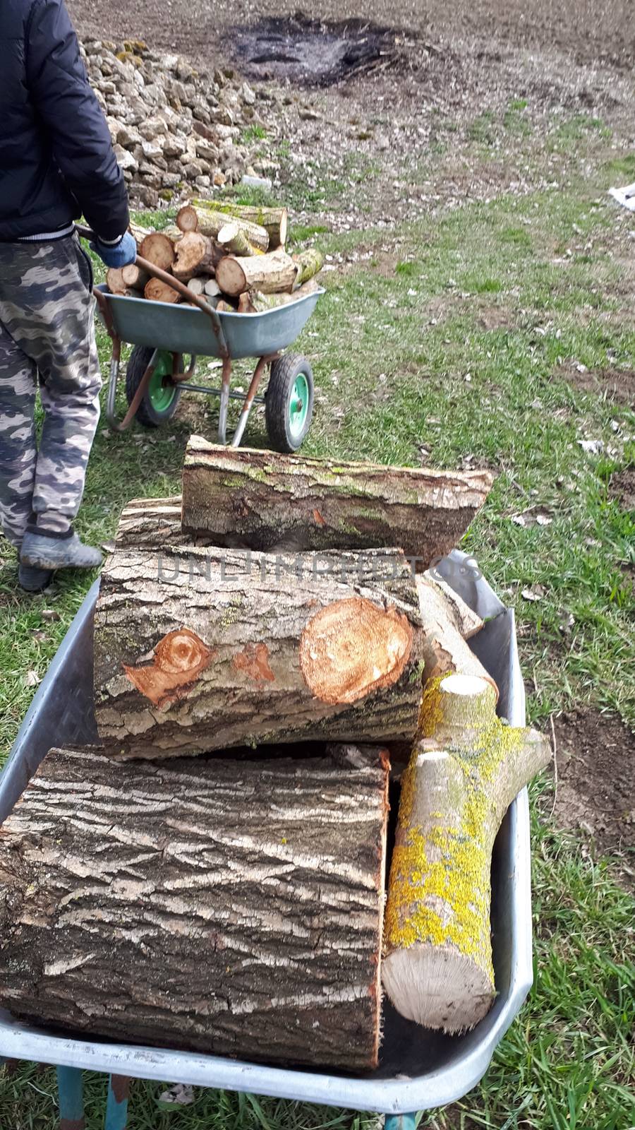 Sawed wood in a trolley. Carrying firewood.