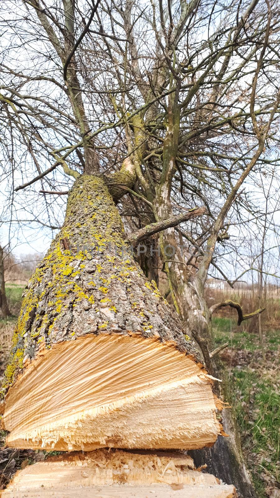 A sawed tree, a view from a sawed trunk. Cutting a tree.