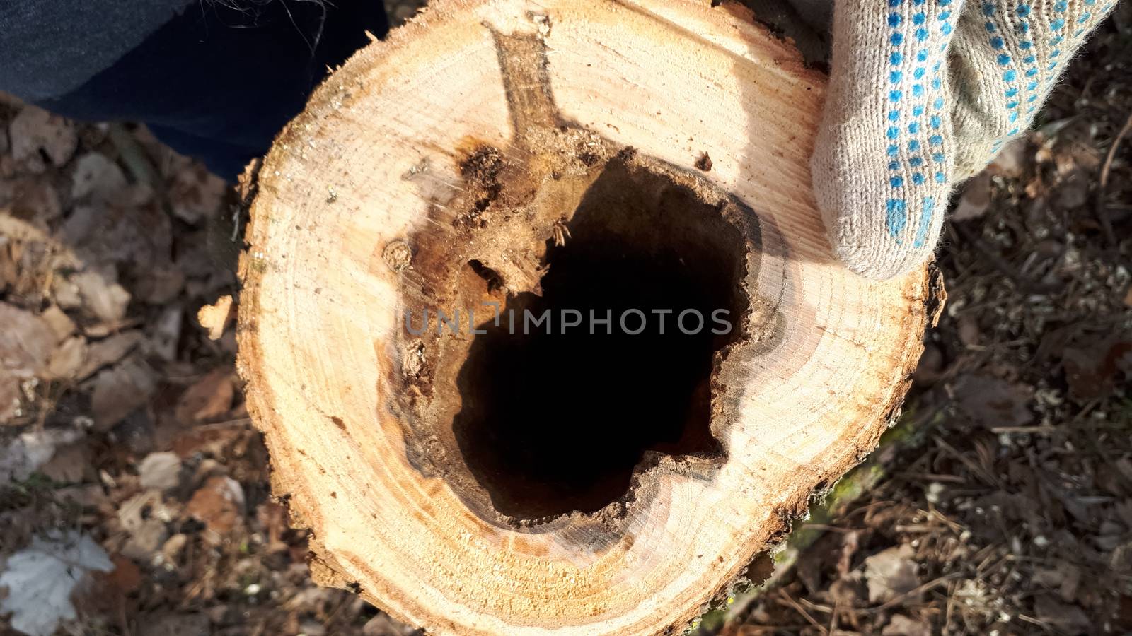 stump with an empty core. Put your hand in the hollow of the stump.