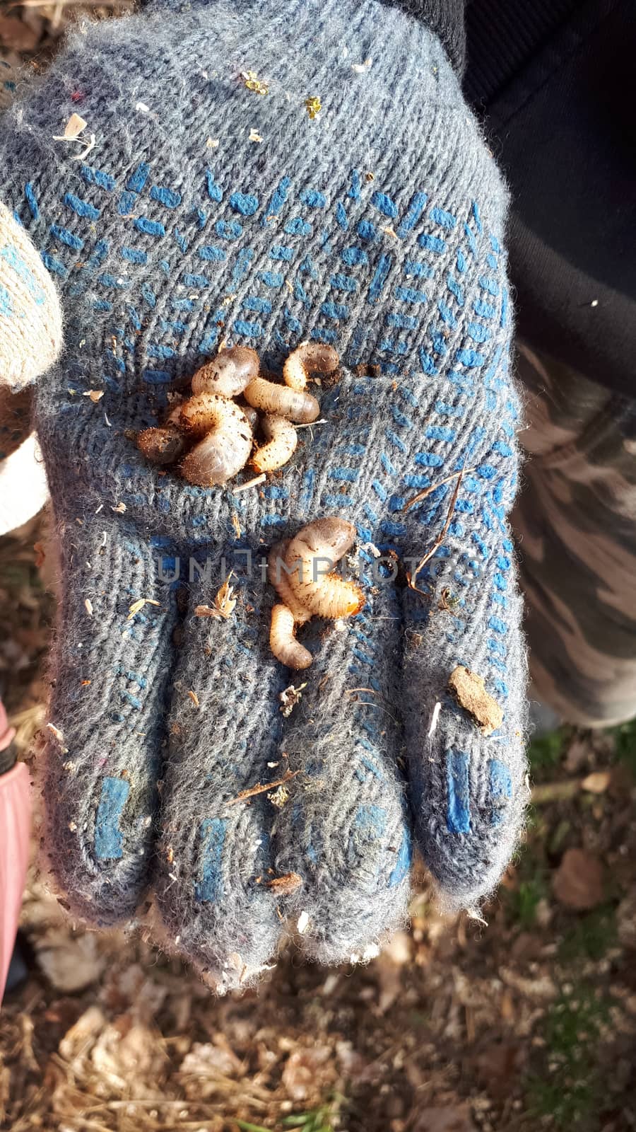 The dug larvae of the May beetle in the palm of your hand. Insect larvae.