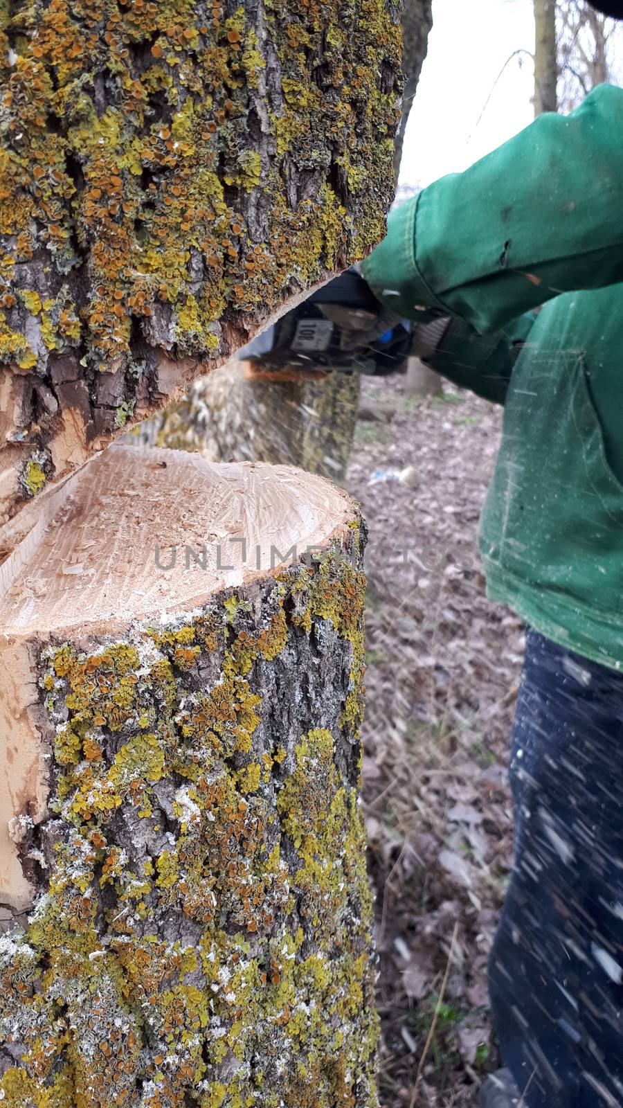 Sawing a tree with a chainsaw. I saw off the old trees.